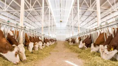 Kütahya Domaniç'te şap hastalığı : 15 köy karantinaya alındı