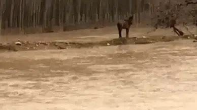 Mardin'de bir vatandaş selde mahsur kalan atını kurtardı