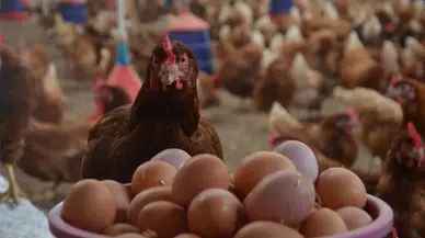 Ocak ayında kümes hayvancılığı üretimi artışa geçti