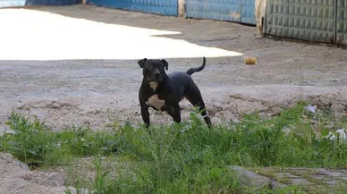 İzmir'de tasmasız Pitbull , 3 yaşındaki kıza saldırdı : Aile şikayetçi oldu