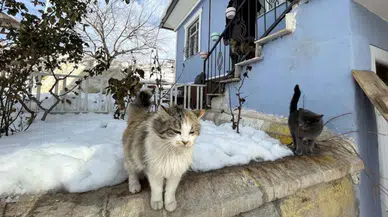 Erzincan'da soğuktan kaçan yavru kedi bagaja sığındı