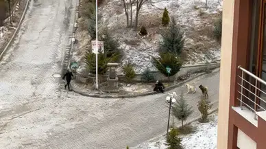 Kastamonu'da başıboş köpek dehşeti : Önce çocuklara ardından kadına saldırdılar