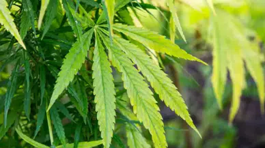 Hatay'da uyuşturucu operasyonu : Evinde kenevir yetiştiren şahıs yakalandı