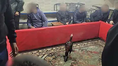 Siirt'te horoz dövüşü : 60 kişi suçüstü yakalandı