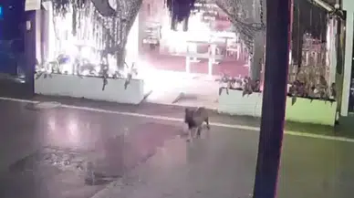 Kocaeli'de bir kafeyi kundaklayan 2 şüpheli Pendik'te yakalandı