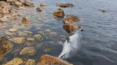 Kınalıada Sahili'nde yunus balığı kıyıya vurdu