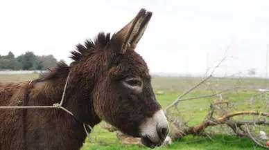 Kuşadası'nda çamurdan çıkarılan eşek Fıstık koruma altında