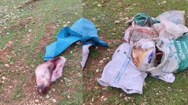 Şanlıurfa'da infial yaratan görüntüler : Kesilmiş at parçaları bulundu