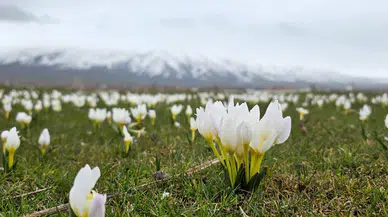 Bitlis'te kardelenler açtı : Eşsiz görüntüler oluştu