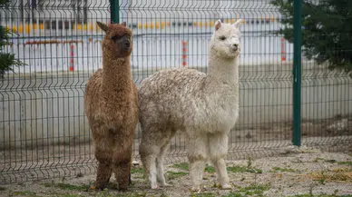 İpsala Sınır Kapısı’nda alpaka operasyonu : Minibüsten çok sayıda cins hayvan çıktı