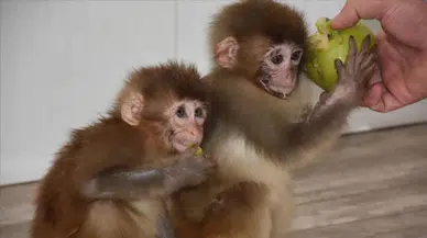 Denizli'de kaçak hayvan operasyonu : 3 örümcek maymunu koruma altına alındı