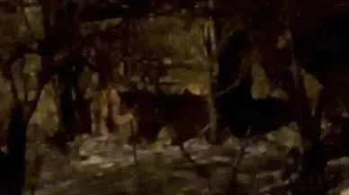 Hakkari'de 2 ayı ormanlık alana inip yiyecek aradı