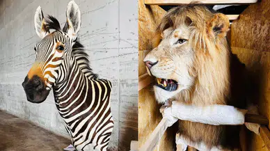 Tarım ve Orman Bakanlığı 19 kargoya el koydu