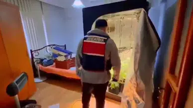 Yalova'da evinde kenevir yetiştiren şüpheli yakalandı