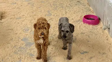 Edirne'de kaçak köpek üretimi yapan çiftlik sahibine rekor ceza