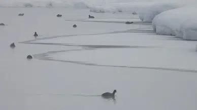 Kaz Gölü’nden kartpostallık manzaralar : Çaldıran'da kuş cenneti
