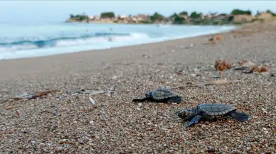 Caretta caretta Tekirdağ'da sahile vurdu