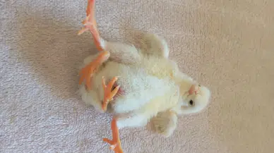 Diyarbakır'da dört ayaklı civciv görüntülendi