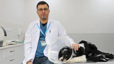 Sivas'ta bir köpeğin idrar kesesinden çıkanlar şaşkınlık yarattı