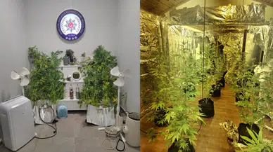 Yalova'da evinde uyuşturucu yetiştiren firari hükümlü yakalandı