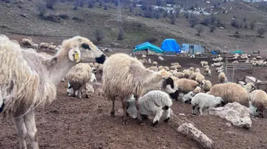 Erzincan'da yeni doğan kuzular telef oldu, vatandaşlar endişeli