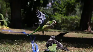 Denizli'de petshop baskını : Su kaplumbağası ve kaçak papağanlar ele geçirildi