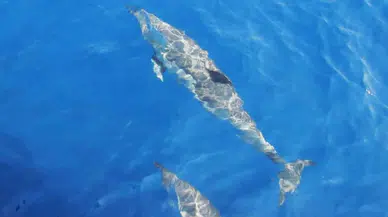 Sinop'ta balıkçıların ağına yavru yunus takıldı