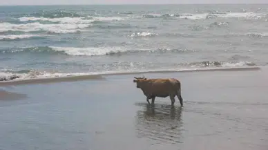 Sinop'ta denizden ölü inek çıktı !