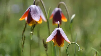 Bu çiçeklere dokunmanın bedeli bir servet ! Koparmanın cezası 700 bin lira