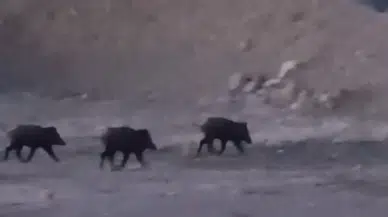 Hakkari Yüksekova'da çok sayıda yaban domuzu görüldü