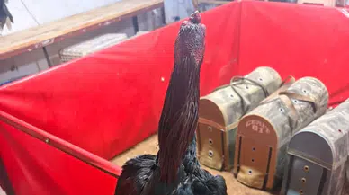 Alanya’da horoz dövüşü operasyonu : 11 kişiye 143 bin TL ceza