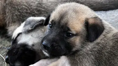 Antalya'da yarığa düşen anne köpek ve 6 yavrusu kurtarıldı