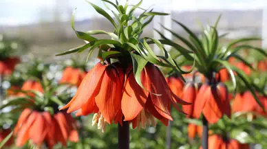 Türkiye'nin tek ters lale koleksiyon bahçesi Erzincan'da meraklılarını bekliyor