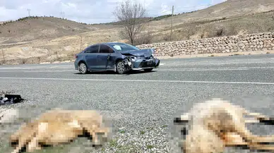 Elazığ’da otomobil koyun sürüsüne daldı : 9 koyun telef oldu