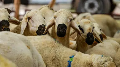 2026 Vekaletle kurban fiyatları açıklandı