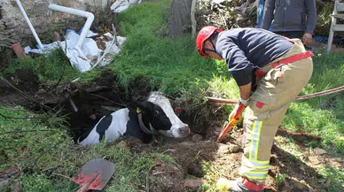 Mardin'de kuyuya düşen inek kurtarıldı