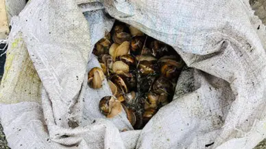 Bolu'da kaçakçılık operasyonu : 16 kilogram salyangoz yakalandı