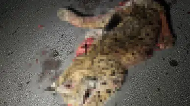 Burdur'da otomobilin çarptığı koruma altındaki vaşak telef oldu