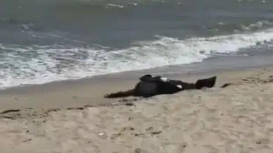 Karaburun Sahili'nde bulunan cesedin kimliği 40 gün sonra belli oldu