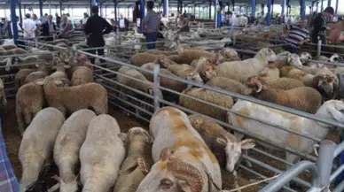 Balıkesir'de şap hastalığı : İl genelinde hayvan pazarları kapatıldı