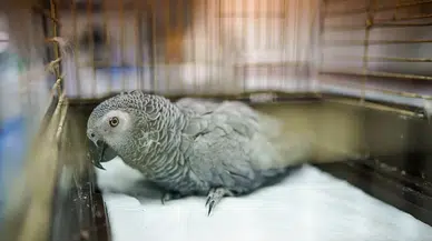 Siirt'te ele geçirilen 8 jako papağanı koruma altına alındı