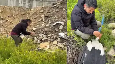 Hatay'da göç yolundaki leylek tüfekle vuruldu