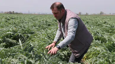 Bursa'da miras kalan toprakta enginar üretimi