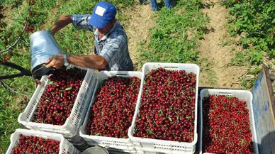 Afyonkarahisar’da jeotermal serada kiraz hasadı başladı