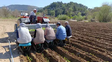 Selendi'de tarım işçilerinin yevmiyesi belli oldu : Günlük 1400 TL
