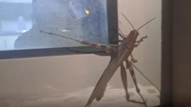 Diyarbakır'da dev çekirge görenleri şaşkına çevirdi