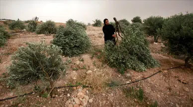 Filistin Batı Şeria'da zeytin ağacı katliamı : İsrail 400 ağacı tek gecede kesti
