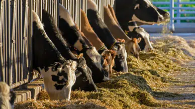 Süt miktarı geriledi, yoğurt ve ayran üretimi arttı