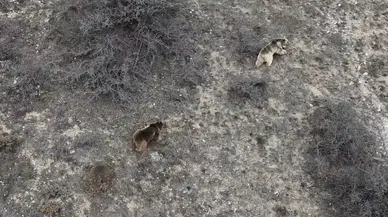 Erzincan'da ayılar kış uykusundan uyandı