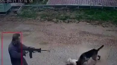 Antalya'da bir şahıs kavga eden sokak köpeklerine ateş açtı